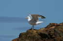 Herring Gull