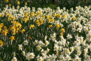 Daffodils