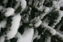 Snow on Christmas tree