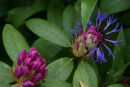Rhododendron and mountain bluet