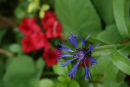 Mountain bluet