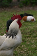 Cockerel and guinea pig