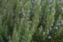 Rosemary