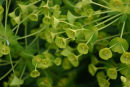 Euphorbia