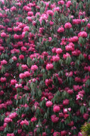 Rhododendron