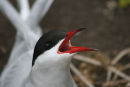 Arctic tern