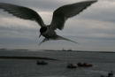 Arctic tern