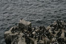 Guillemots