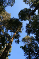 Trees in Buchan Park, West Sussex