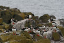 Puffins