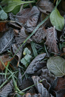 Frozen leaves