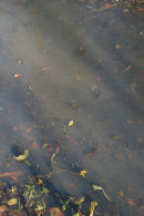 Frozen leaves under ice