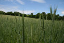 Devon countryside
