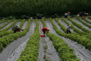 Strawberry picking, Devon
