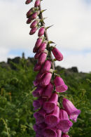 Foxglove