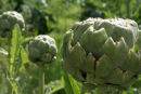 Artichokes