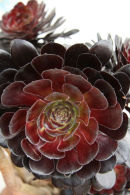 Aeonium