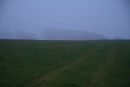 Trees shrouded in fog