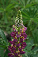 Lupin