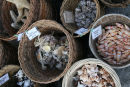 Shells
