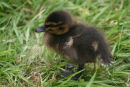 Duckling