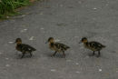 Ducklings