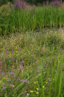 Reeds and purple loosestrife