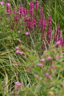 Purple loosestrife