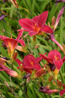 Daylilies
