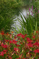 Daylilies and purple loosestrife