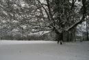 Snow, Goffs Park, West Sussex