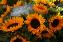 Sunflowers for sale