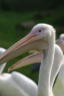 Pelican