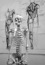 Anatomy workshop 7