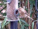 Greenfinch