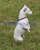 Griffiths Team Boss Daisy overseeing Sam in the Express Eventing