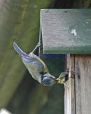 IMG 0025