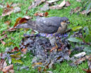 Sparrowhawk