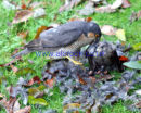 Sparrowhawk