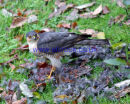 Sparrowhawk