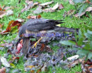 Sparrowhawk