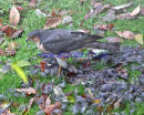 Sparrowhawk