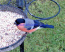 Male Bullfinch