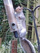 Squirrel