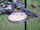 Starlings