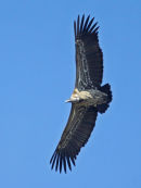 Rüppell's Griffon