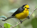 Golden-fronted Whitestart