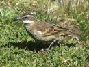 Stout-billed Cinclodes