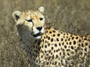 Cheetah