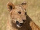 Young male Lion
